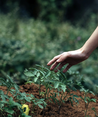 hand about to touch plants