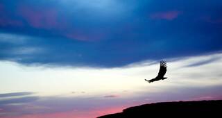 California Condor Soaring in the desert Sky