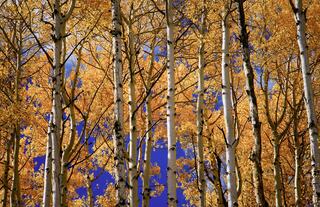 Tout Background Image Alt Text