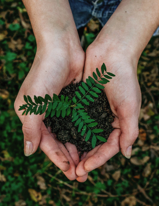 hands holding a plant and dirt