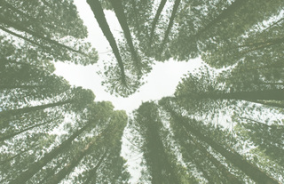 looking straight up at trees in the forest