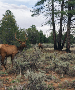 deer standing near trees and shrubs