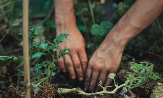 two hands in the dirt, planting a plant