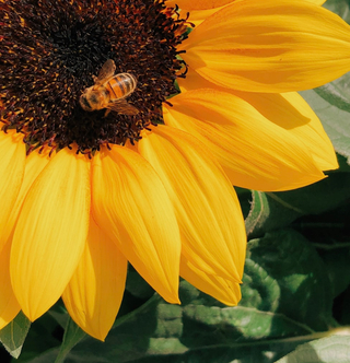 sunflower with bee