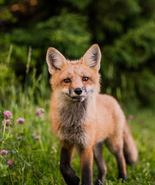 fox in the grass